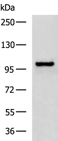 Rabbit Polyclonal Antibody to ITGB6