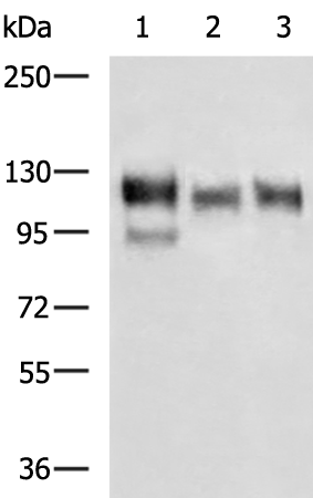Rabbit Polyclonal Antibody to ITGB1