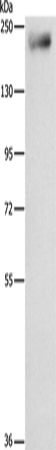 Rabbit Polyclonal Antibody to IQGAP3