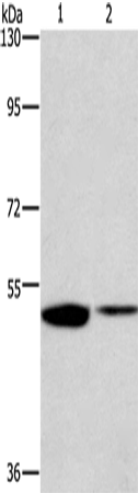 Rabbit Polyclonal Antibody to IRF6