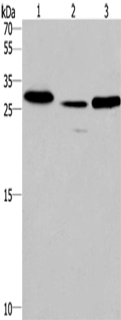 Rabbit Polyclonal Antibody to IRAK1BP1
