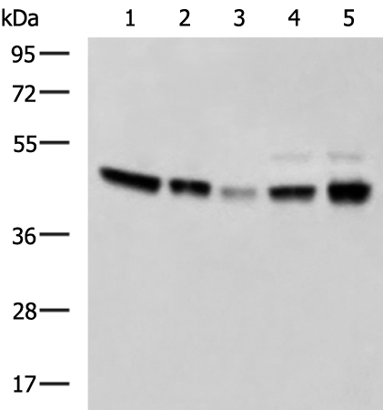 Rabbit Polyclonal Antibody to MAPK8