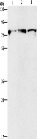 Rabbit Polyclonal Antibody to KIF3A