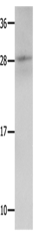 Rabbit Polyclonal Antibody to KLK15