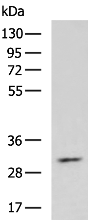Rabbit Polyclonal Antibody to BIRC7