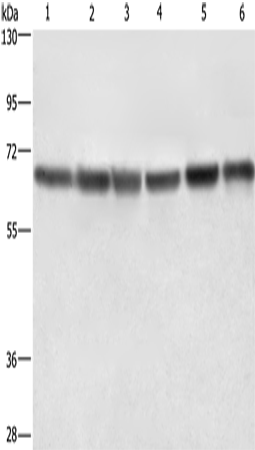 Rabbit Polyclonal Antibody to LMNB1