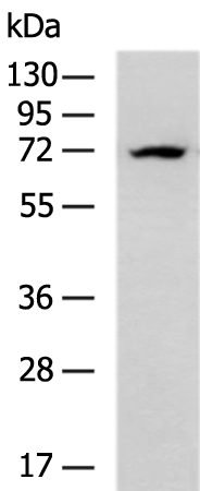 Rabbit Polyclonal Antibody to LMNA