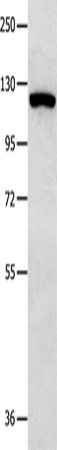 Rabbit Polyclonal Antibody to MVP