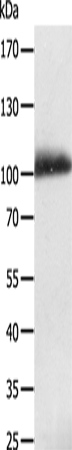 Rabbit Polyclonal Antibody to LRP12