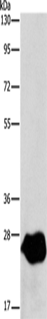Rabbit Polyclonal Antibody to LXN