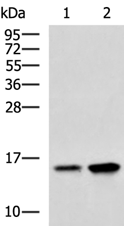Rabbit Polyclonal Antibody to LYZ