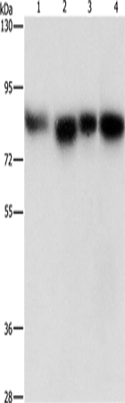 Rabbit Polyclonal Antibody to MAD1L1