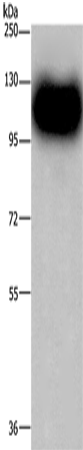 Rabbit Polyclonal Antibody to MAG