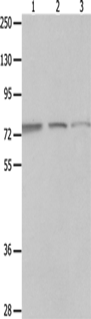 Rabbit Polyclonal Antibody to MAGED1