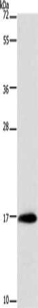 Rabbit Polyclonal Antibody to MYL6
