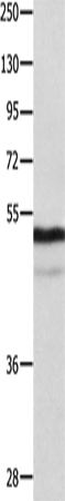Rabbit Polyclonal Antibody to NAP1L1