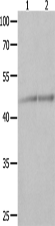 Rabbit Polyclonal Antibody to NCK1