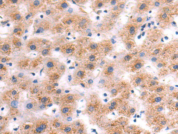 Rabbit Polyclonal Antibody to MAP3K14