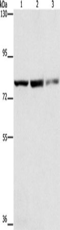Rabbit Polyclonal Antibody to NFE2L1