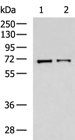 Rabbit Polyclonal Antibody to NFE2L2