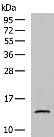 Rabbit Polyclonal Antibody to NTF4