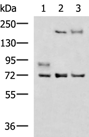 Rabbit Polyclonal Antibody to OAS2