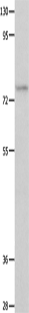 Rabbit Polyclonal Antibody to POU2F1