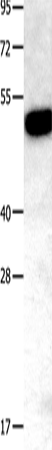Rabbit Polyclonal Antibody to TNFRSF11B