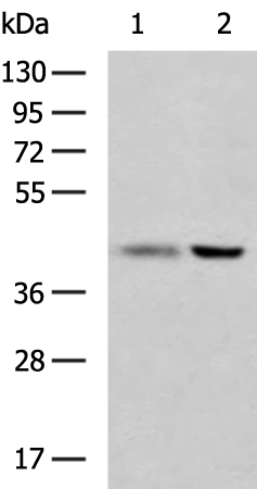 Rabbit Polyclonal Antibody to MAP2K3