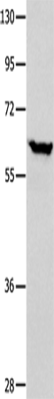 Rabbit Polyclonal Antibody to DNAJC7