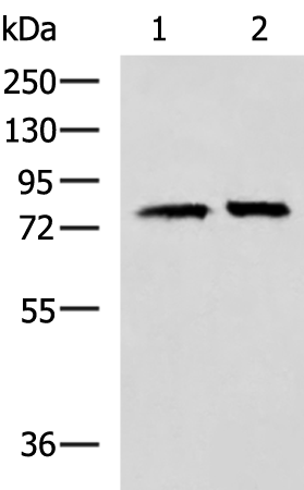 Rabbit Polyclonal Antibody to PADI4
