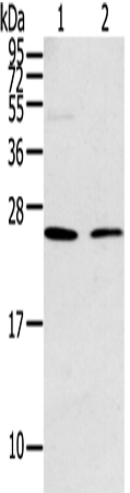 Rabbit Polyclonal Antibody to PARK7
