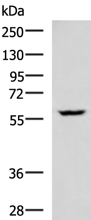 Rabbit Polyclonal Antibody to PDCD4