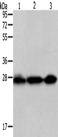 Rabbit Polyclonal Antibody to PDCD10