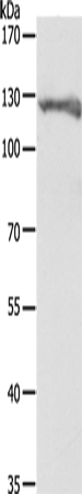 Rabbit Polyclonal Antibody to PC