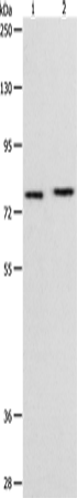 Rabbit Polyclonal Antibody to PEG10