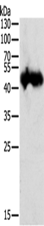 Rabbit Polyclonal Antibody to PGC