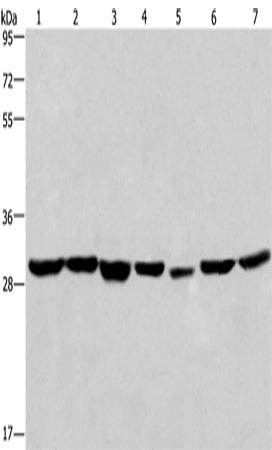 Rabbit Polyclonal Antibody to PHB