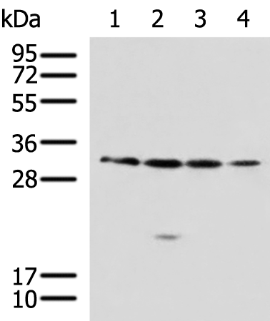 Rabbit Polyclonal Antibody to RCHY1