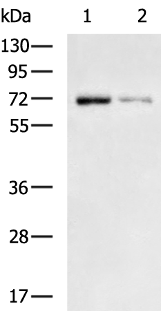 Rabbit Polyclonal Antibody to PRKCA