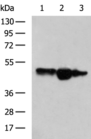 Rabbit Polyclonal Antibody to PGF