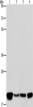 Rabbit Polyclonal Antibody to PEBP1