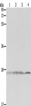 Rabbit Polyclonal Antibody to PRDX3