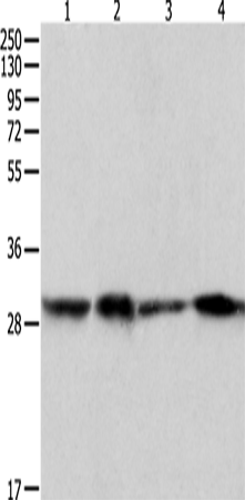 Rabbit Polyclonal Antibody to PRDX6