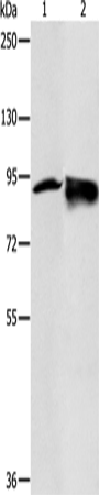 Rabbit Polyclonal Antibody to RRM1