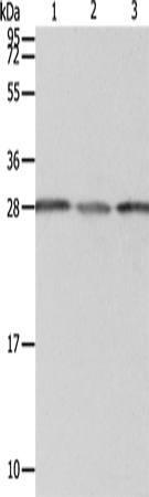 Rabbit Polyclonal Antibody to PSMD9