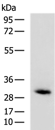 Rabbit Polyclonal Antibody to PTGES2
