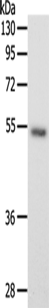 Rabbit Polyclonal Antibody to SCG3