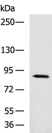 Rabbit Polyclonal Antibody to SEMA3C