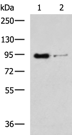 Rabbit Polyclonal Antibody to SEMA3G